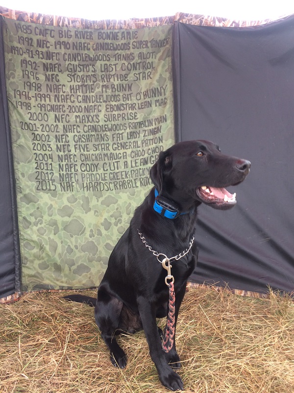 Vader gets some retrieves at pre-national training